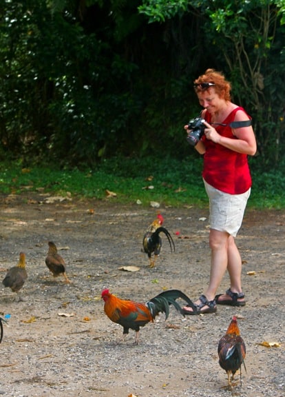 Wild Chickens of Moorea, Tahiti