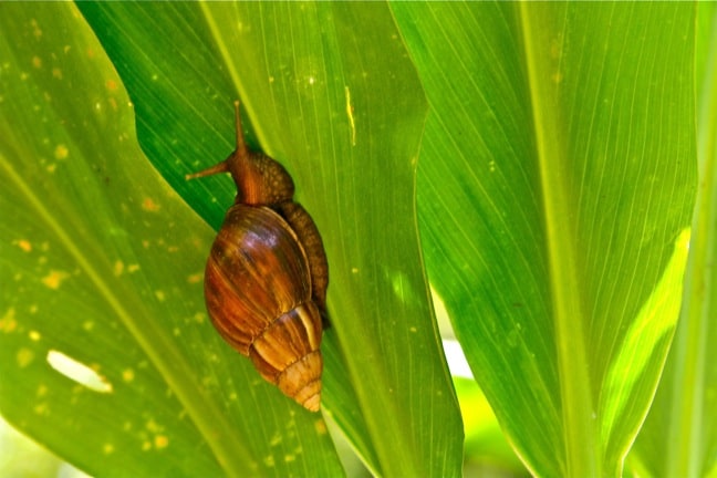 Giant African Land Snail in Moorea, Tahiti