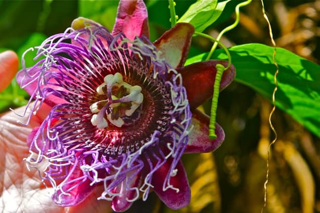 Flowers at the Moorea Tropical Garden