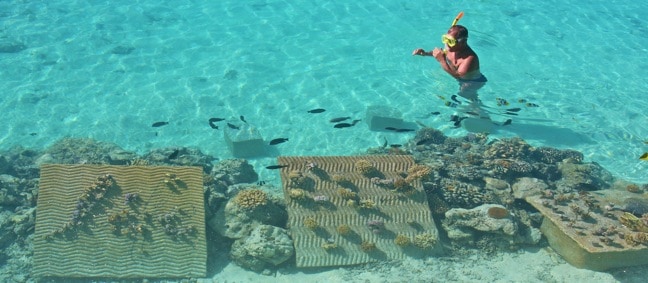 Snorkeling Bora Bora, The Ruahatu Lagoon Sanctuary's Coral Nursery 