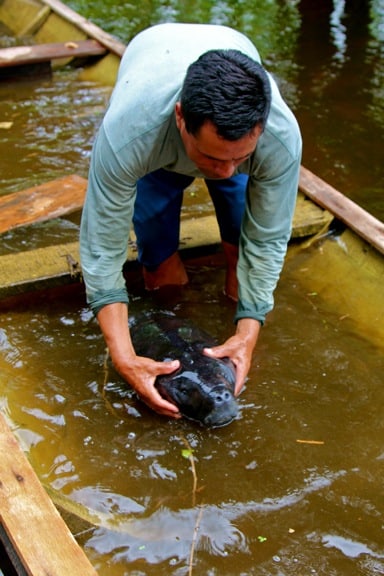 Baby Amazon Manatee