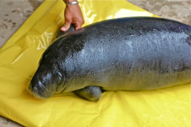 Baby Amazon Manatee