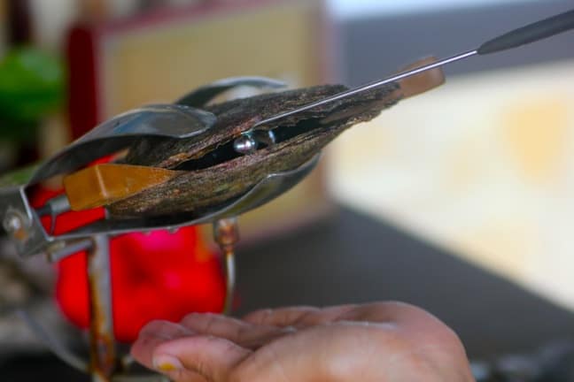 Black Pearl Extraction at The Farm in Bora Bora, Tahiti