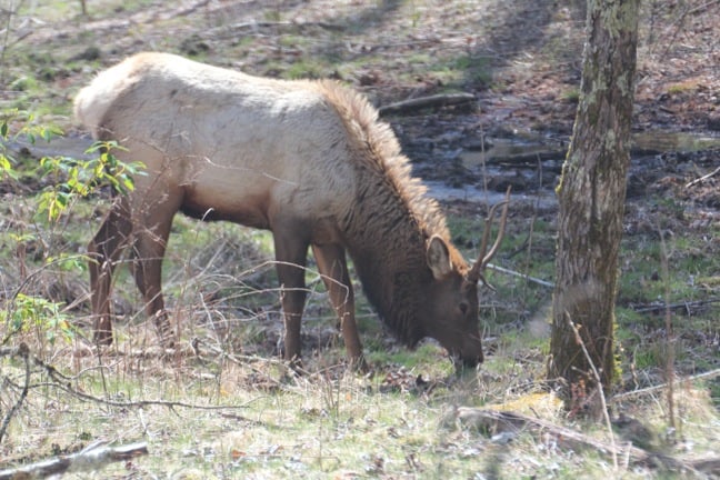 A Male Elk Grazing in Cataloochee Valley