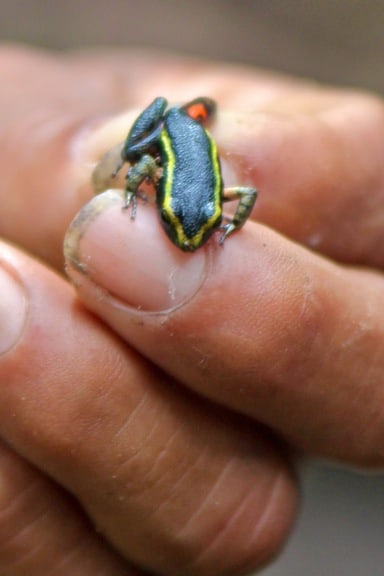Poison Dart Frog in Amazon Forest