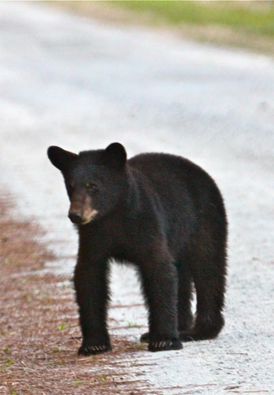 Black Bear Yearling, Alligator River National Wildlife Refuge