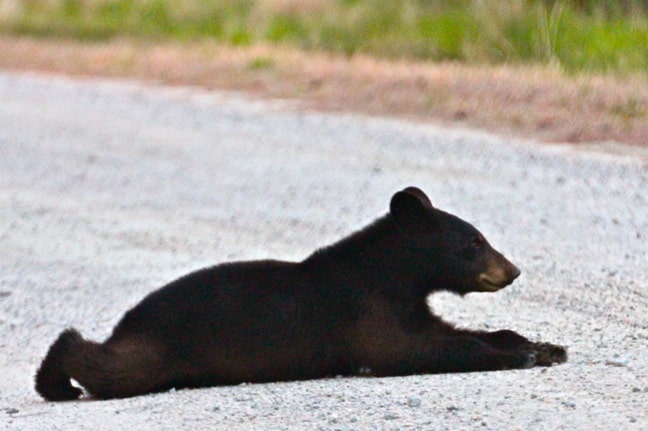 Black Bear Cub, Alligator River National Wildlife Refuge