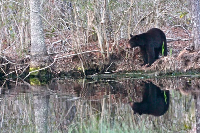 Black Bear Reflection, Alligator River National Wildlife Refuge