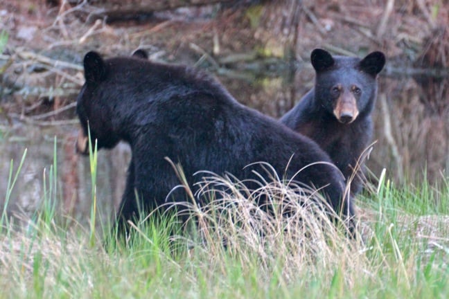 Mama & Baby Bear in Alligator River National Wildlife Refuge