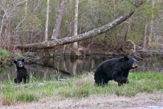 Mama Black Bear & Cub in Alligator River National Wildlife Refuge