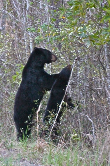 Mama & Baby Black Bear in Alligator River National Wildlife Refuge 