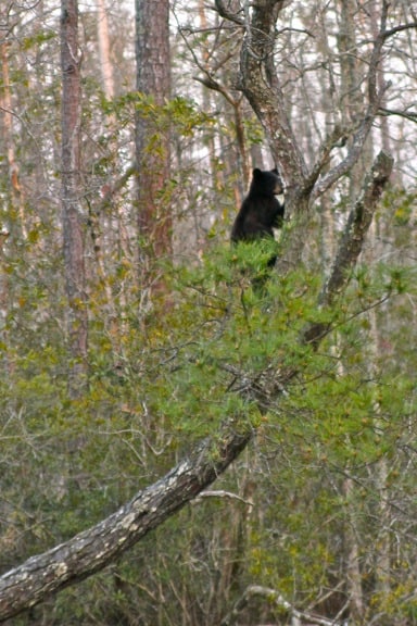 Black Bear Cub, Alligator River National Wildlife Refuge