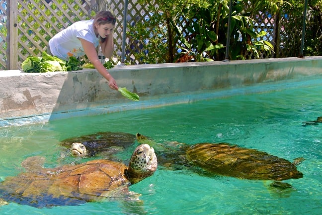 Alex Love Feeding Sea Turtles at the Bermuda Aquarium