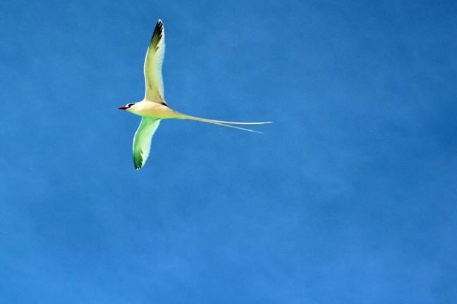 Red-billed Tropicbird in flight in the Galapagos Islands