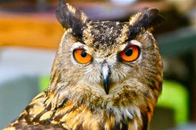 Great Horned Owl from Dale Arrowood's "Winged Ambassadors"