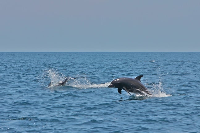 Dolphin Pod in the Gulf of Chiriquí, Panama