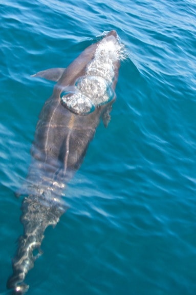 Dolphins in the Gulf of Chiriquí, Panama