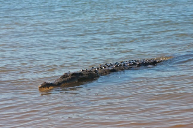 Crocodile in Coiba National Park, Panama