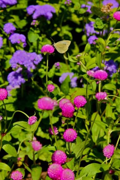 Butterfly_Flowers_Central_Park