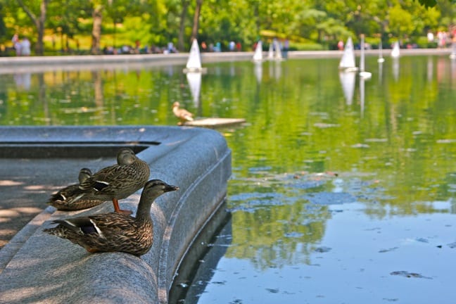 Remote control sailboats at Central Park Conservatory