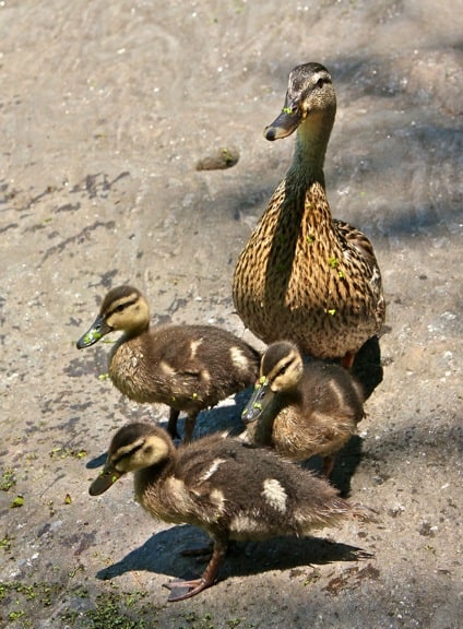 Ducks at Central Park's Turtle Pond
