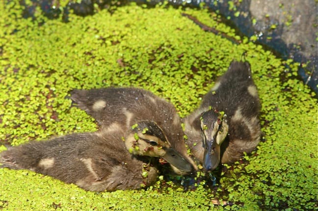 Baby_Ducks_Central_Park_Turtle_Pond