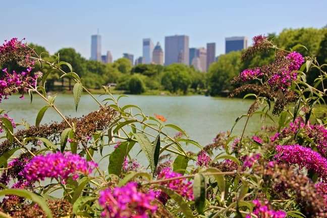 A Green View of New York City From Central Park Lake