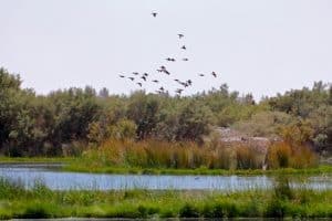 Ecotourism in Jordan: Azraq Wetland Reserve