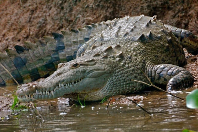 10-Foot Crocodile on the Sierpe River, Costa Rica