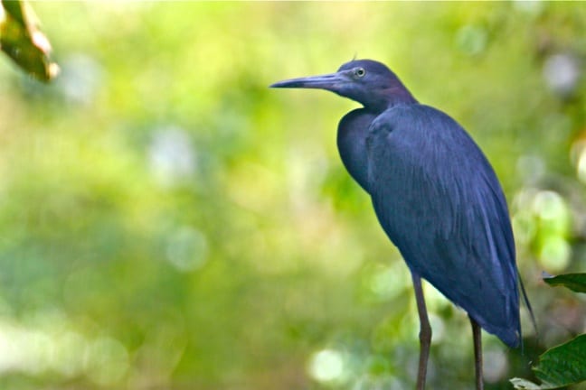 Green Heron in the Térraba-Sierpe National Wetlands, Costa Rica