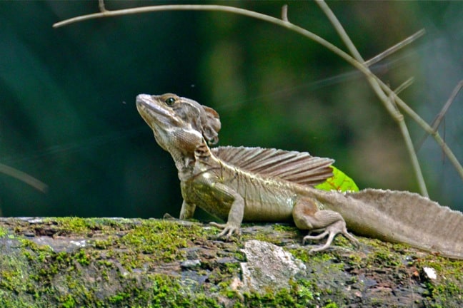 Jesus Christ Lizard in the Osa Peninsula, Costa Rica