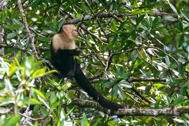 White Headed Capuchin Monkey, Costa Rica