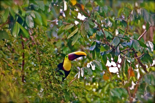 Chestnut Mandibled Toucan on Costa Rica's Osa Peninsula