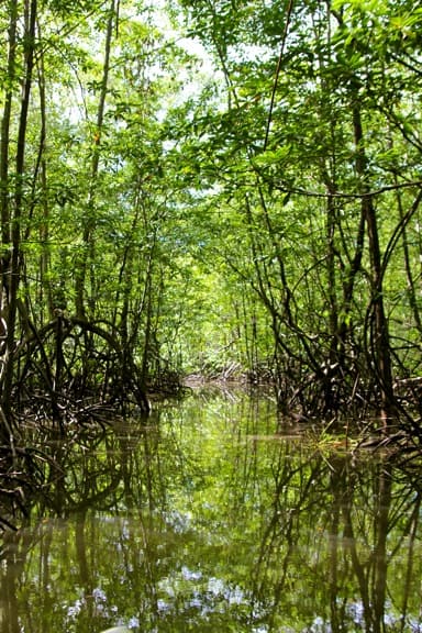 Mangroves of the Terraba Sierpe National Wetlands, Costa Rica