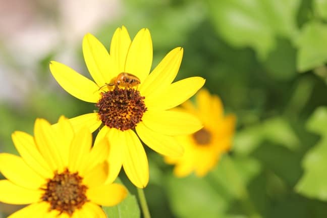 Yellow Daisy in J.N. Ding Darling National Wildlife Refuge