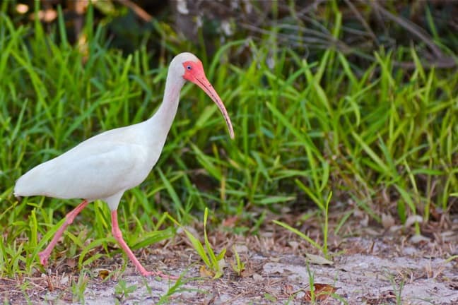 White Ibis in RoseaWhite Ibis in J.N. Ding Darling National Wildlife Refuge