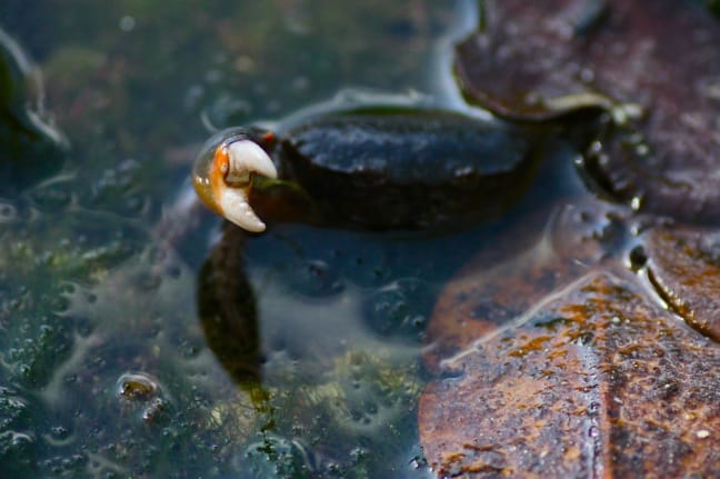 Blue Crab in J.N. Ding Darling National Wildlife Refuge