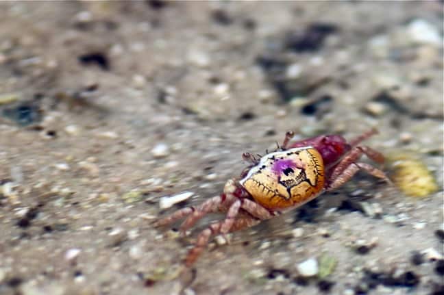 Fiddler Crab in J.N. Ding Darling National Wildlife Refuge