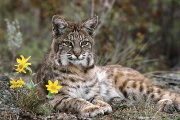 Iberian_Lynx_europe_endangered_species_facts