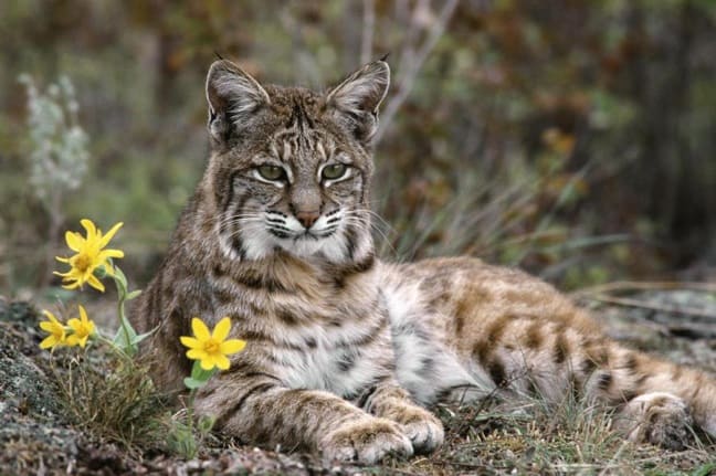 ENDANGERED SPECIES SPOTLIGHT: Iberian Lynx - Green Global Travel