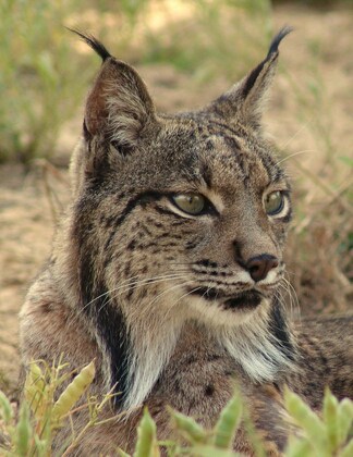 Iberian_Lynx_Closeup