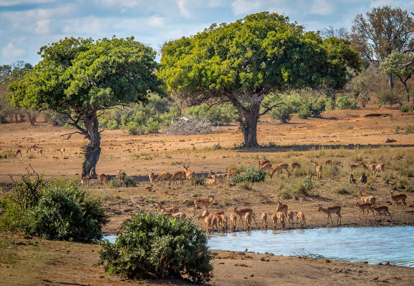 Impalas in Kruger National Park