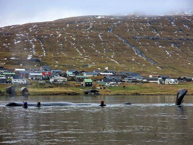 Faroe_Islands_Whale_rescue