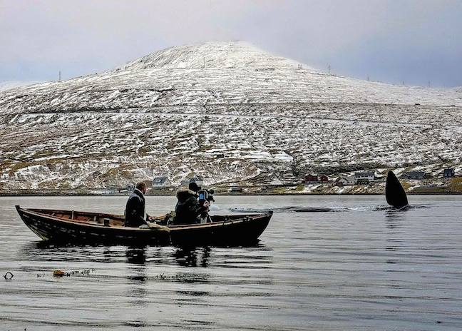 Faroe_islands_Whale_Watching