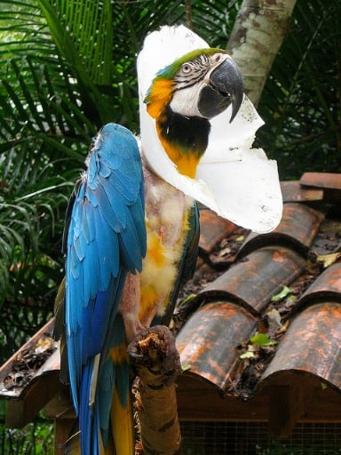 Injured and abused blue and yellow Macaw