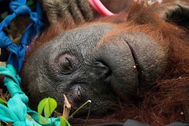 palm oil orangutans burn