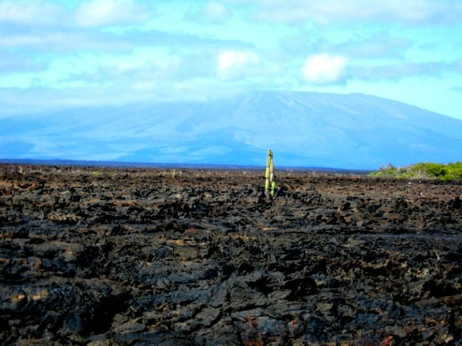 Isabela Island, Galapagos with Sierra Negra in background