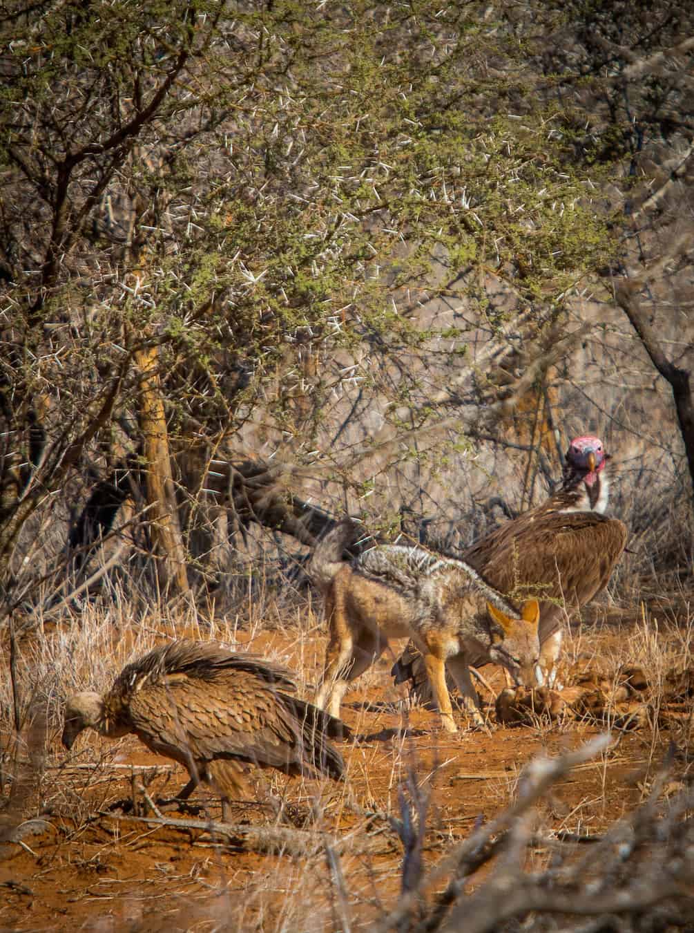 Black Backed Jackal & Vultures sharing a meal