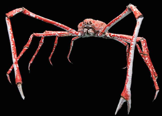 Scary Looking Animals Around The World, Japanese Spider Crab