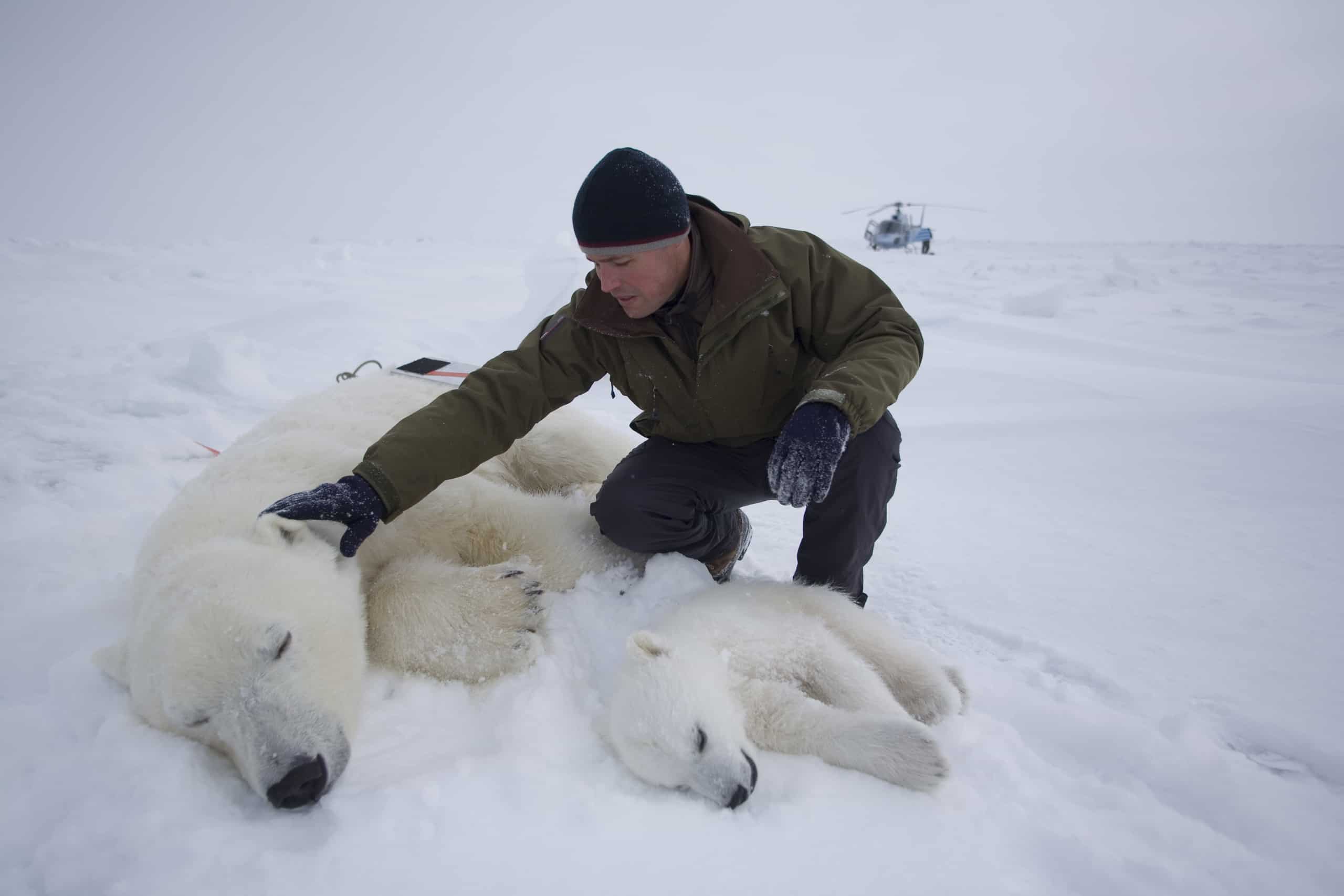 Jeff Corwin with Polar Bears